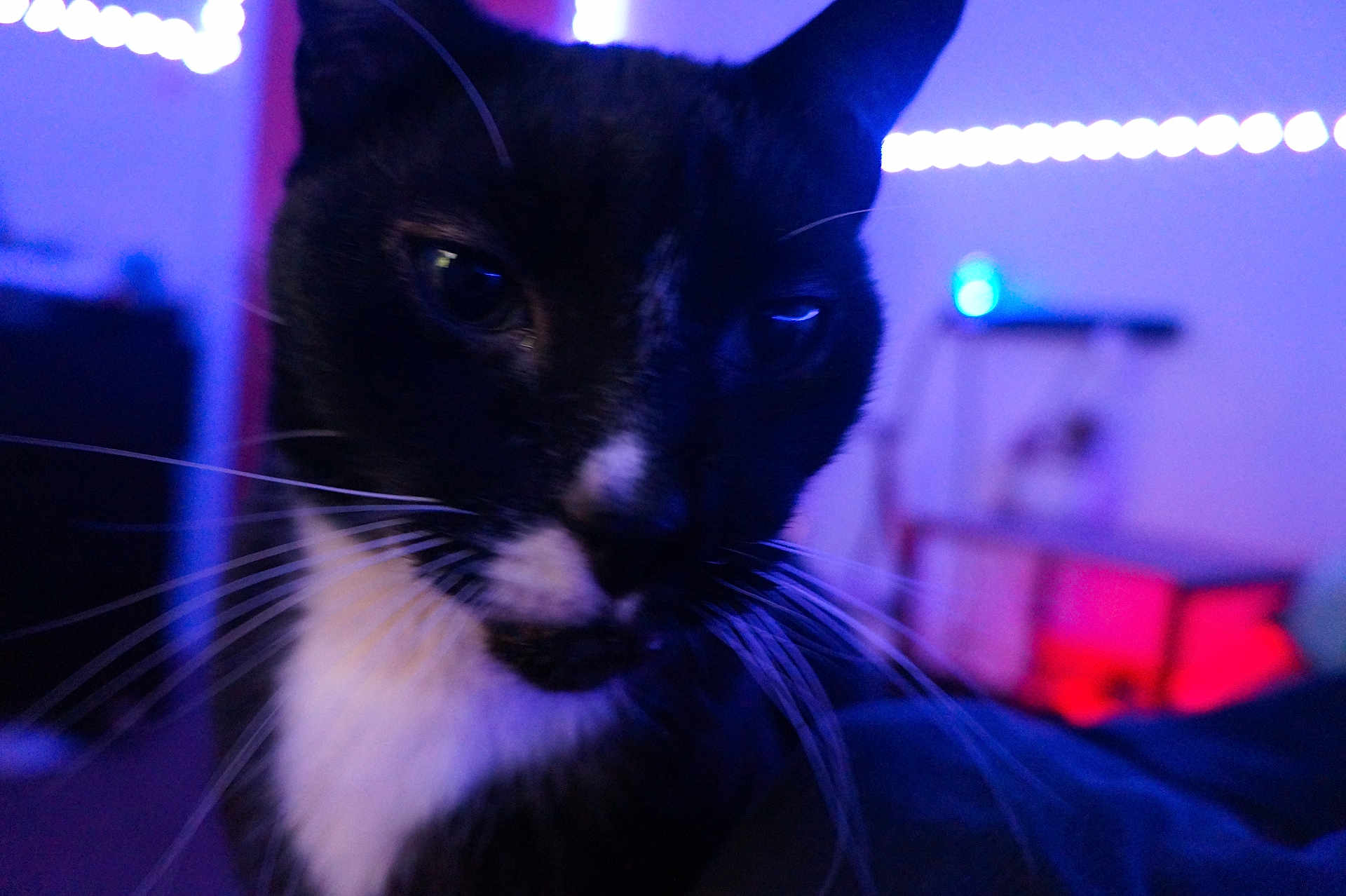 Onyx is registered to the contest to win money with this photo: cat, black_and_white, whiskers, close_up, indoor, pet, animal, feline, face, portrait, dim_lighting, purple_light, blue_light, mood, fur, eyes, nose, indoor_lighting, background_blur