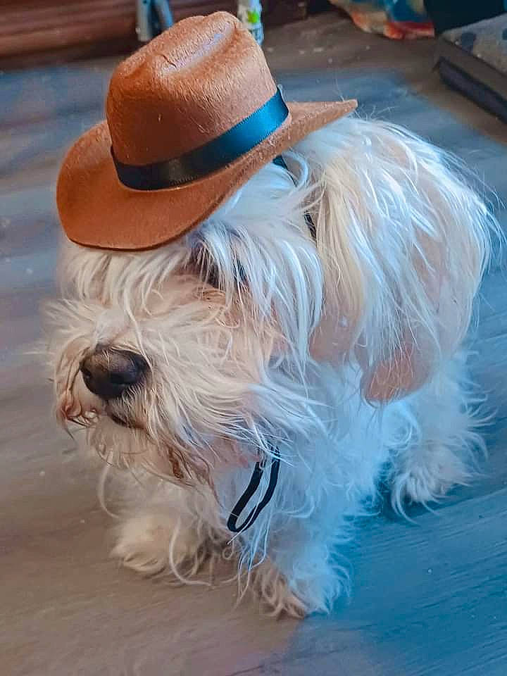 Cloud is registered to the contest to win money with this photo: carnivore, collar, companion_dog, costume_hat, cowboy_hat, dog, dog_breed, dog_collar, dog_supply, event, fashion_accessory, fawn, fedora, fur, hat, snout, sun_hat, tail, toy_dog, working_animal