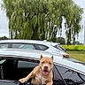 Hugo is registered to the contest to win money with this photo: dog, car, white_car, window, happy_dog, pet, outdoor, green_tree, parked_cars, suburban, nature, grass, smiling_dog, canine, daytime, leisure, animal, mammal, friendly, companionship