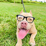 Hugo is registered to the contest to win money with this photo: dog, glasses, grass, tongue_out, outdoor, pet, leash, happy, smiling, canine, closeup, nature, summer, playful, greenery, park, animal, cute, eyewear, tongue