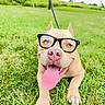 dog, glasses, grass, tongue_out, outdoor, pet, leash, happy, smiling, canine, closeup, nature, summer, playful, greenery, park, animal, cute, eyewear, tongue