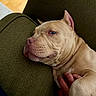 Hugo joined the competition — help win amazing prizes! dog, pet, couch, indoor, resting, hand, light_tan, wrinkles, cozy, fur, nose, ear, paw, comfort, relaxed, closeup, texture, wood_floor, carpet, bonding