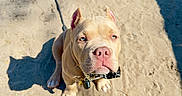 Hugo is registered to the contest to win money with this photo: puppy, dog, leash, sand, shadow, outdoor, pet, animal, sunlight, cute, sitting, fur, ears, collar, closeup, ground, daylight, young, canine, portrait