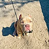 puppy, dog, leash, sand, shadow, outdoor, pet, animal, sunlight, cute, sitting, fur, ears, collar, closeup, ground, daylight, young, canine, portrait