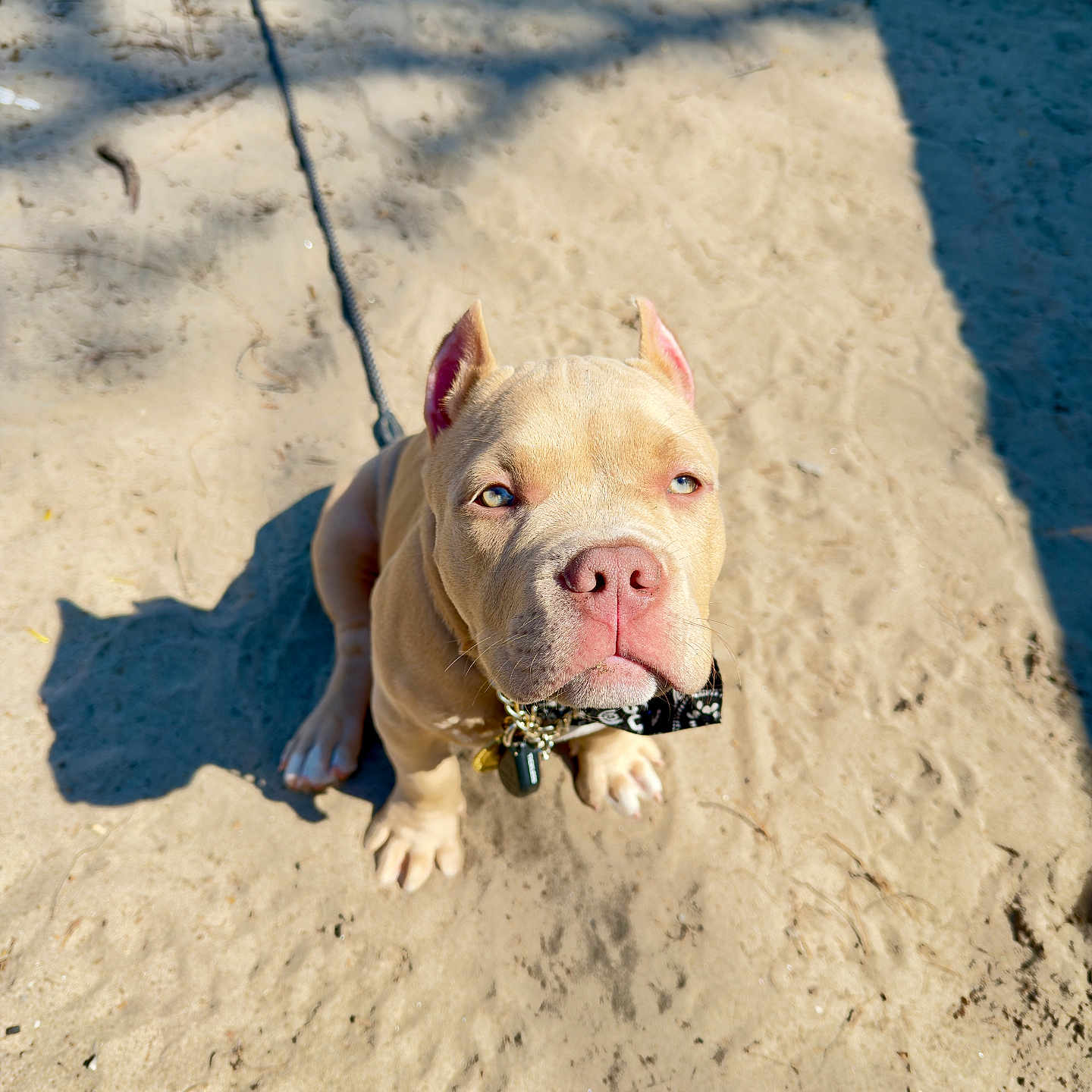 Hugo is registered to the contest to win money with this photo: puppy, dog, leash, sand, shadow, outdoor, pet, animal, sunlight, cute, sitting, fur, ears, collar, closeup, ground, daylight, young, canine, portrait