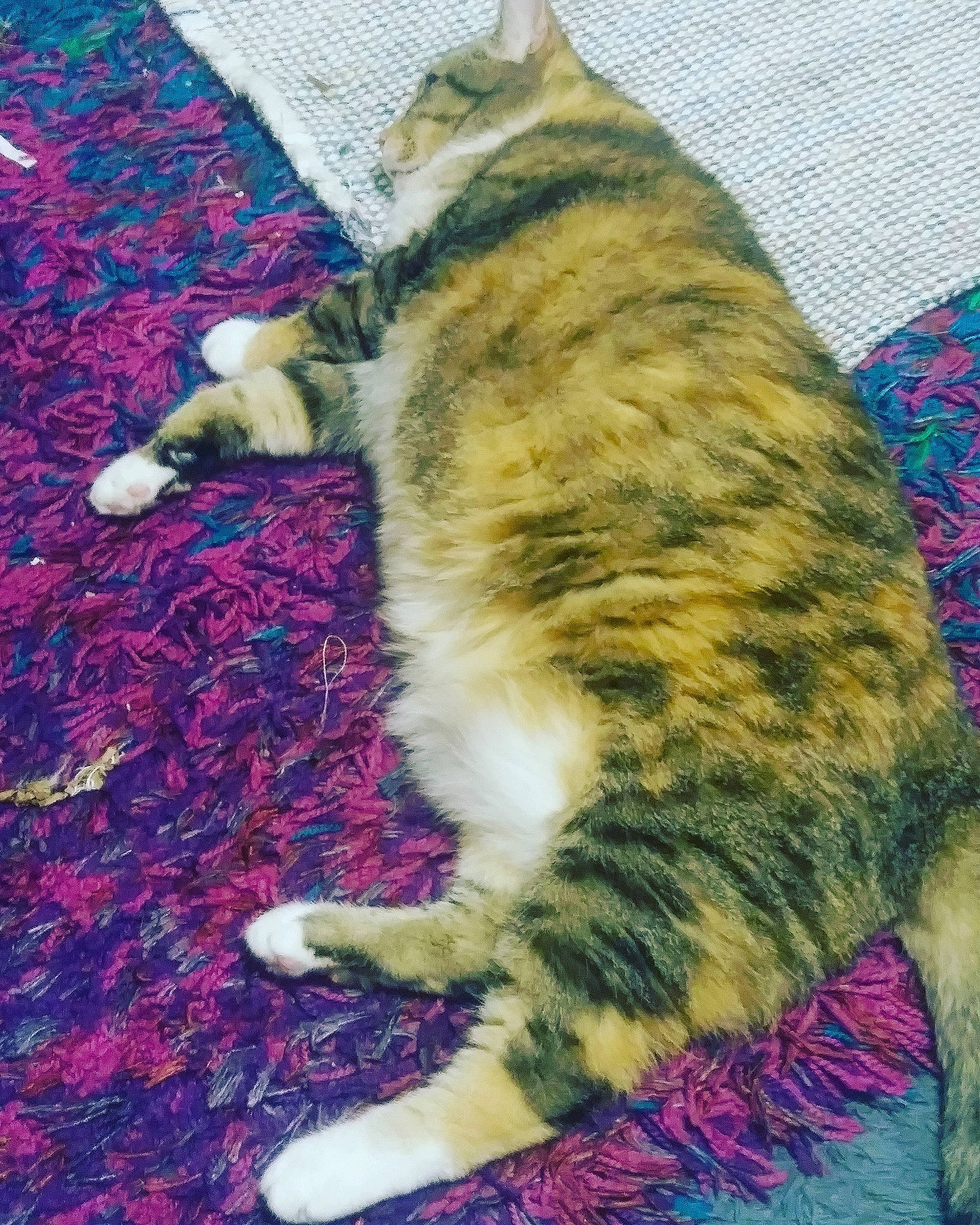 Momma Kitty joined the competition — help win amazing prizes! carnivore, cat, cymric, domestic_short_haired_cat, european_shorthair, felidae, fur, kitten, small_to_medium_sized_cats, tabby_cat, tail, whiskers, wild_cat