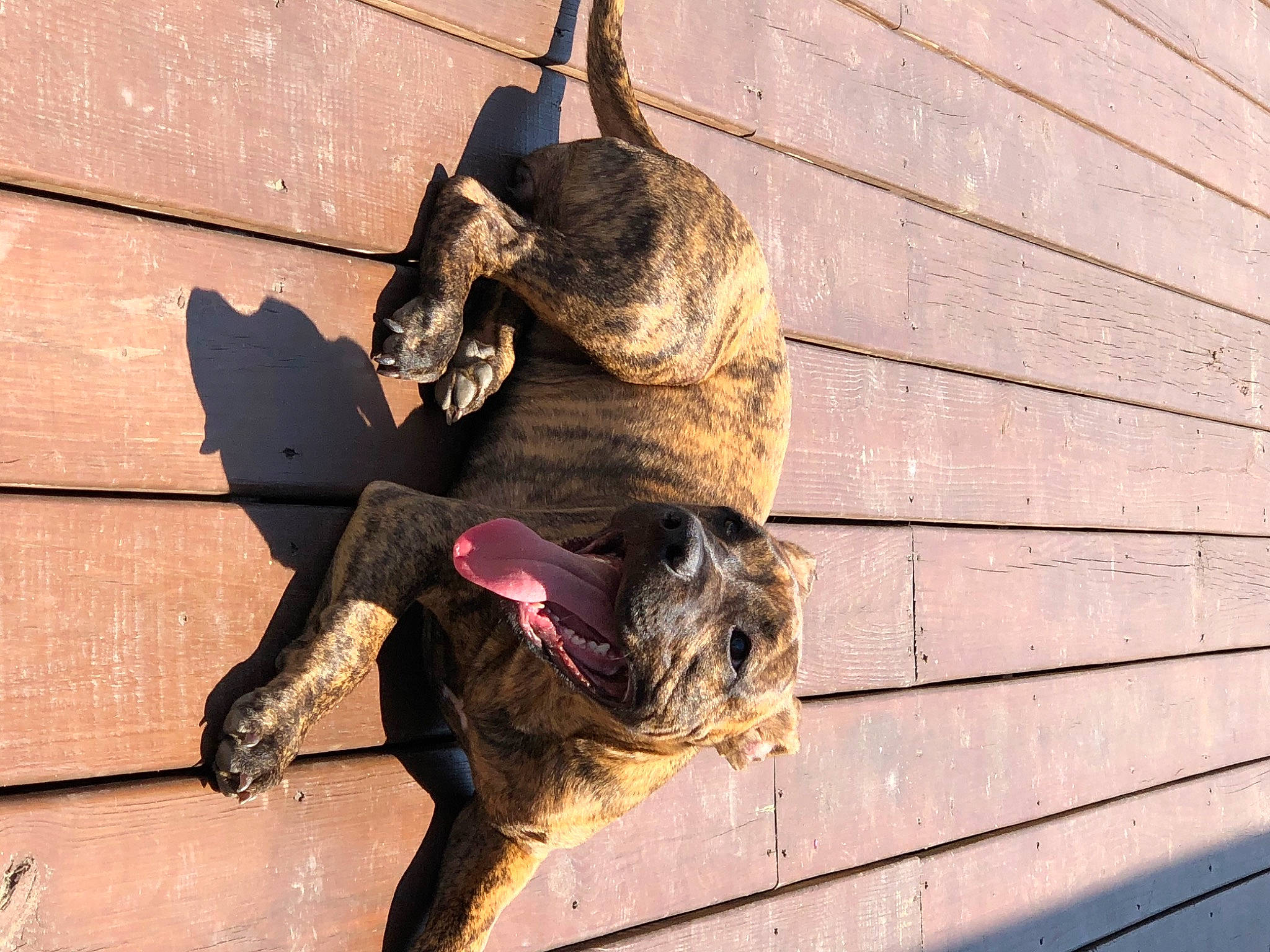 Presslee joined the competition — help win amazing prizes! canidae, carnivore, dog, dog_breed, mammal, sporting_group