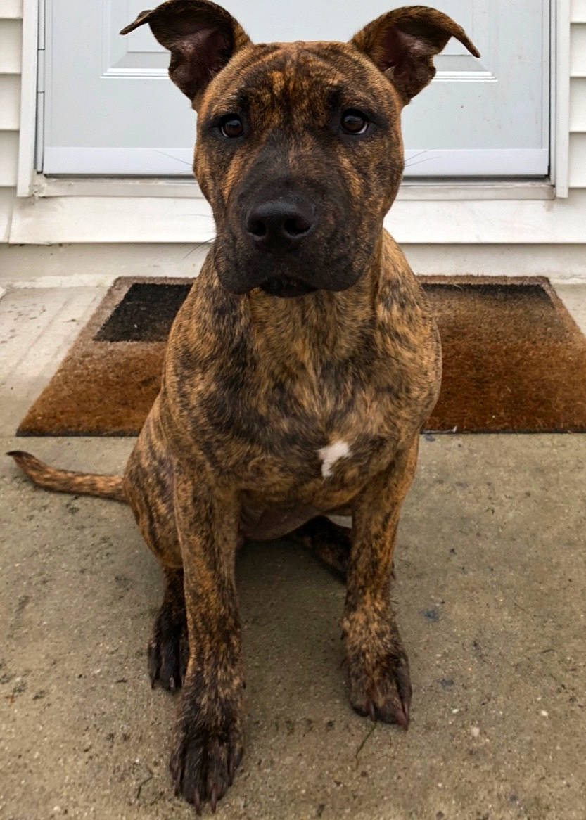 Presslee joined the competition — help win amazing prizes! alano_espanol, alaunt, american_pit_bull_terrier, american_staffordshire_terrier, canidae, carnivore, cimarron_uruguayo, dog, dog_breed, dogo_sardesco, dutch_shepherd_dog, fawn, mammal, non_sporting_group, perro_de_presa_canario, rare_breed_dog, snout, sporting_group, treeing_tennessee_brindle, vertebrate