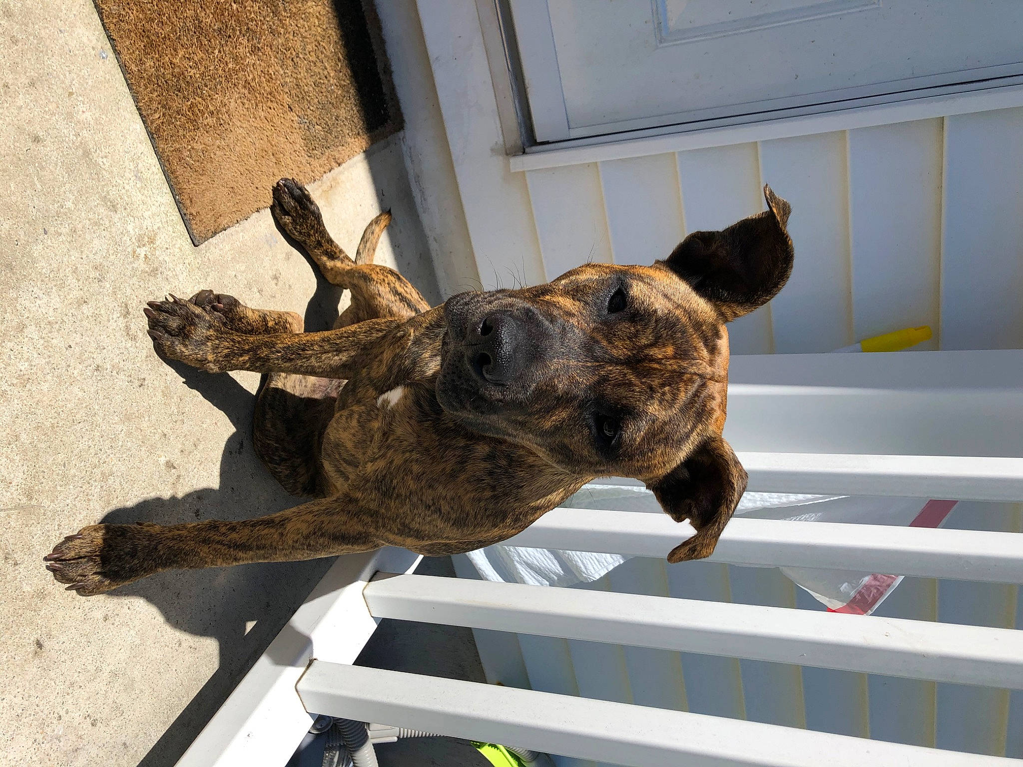 Presslee is registered to the contest to win money with this photo: canidae, carnivore, dog, dog_breed, dutch_shepherd_dog, guard_dog, non_sporting_group, perro_de_presa_canario, sporting_group