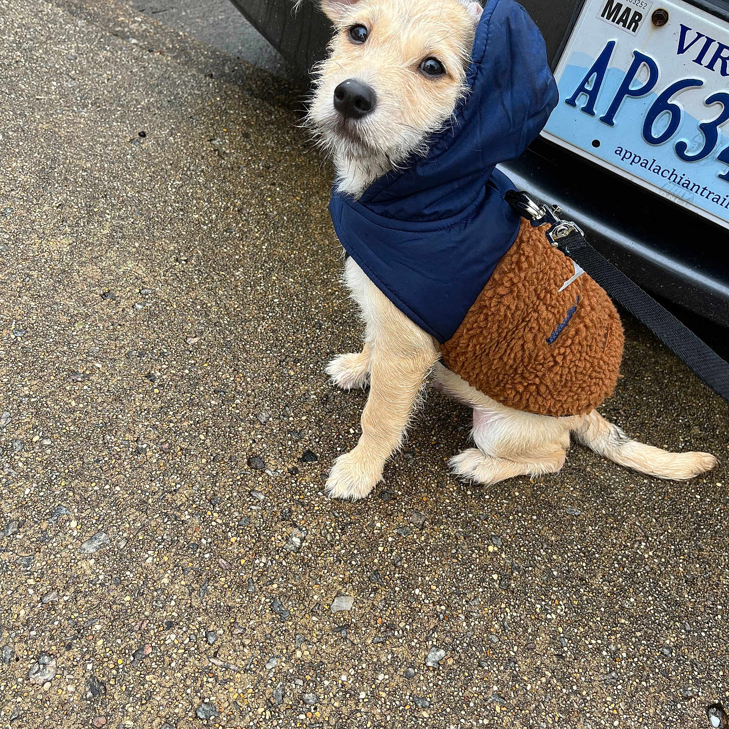 Rex is registered to the contest to win money with this photo: accessories, alloywheel, animal, canine, cap, car, carwheel, clothing, dog, hat, licenseplate, machine, pet, puppy, spoke, strap, tire, transportation, vehicle, wheel