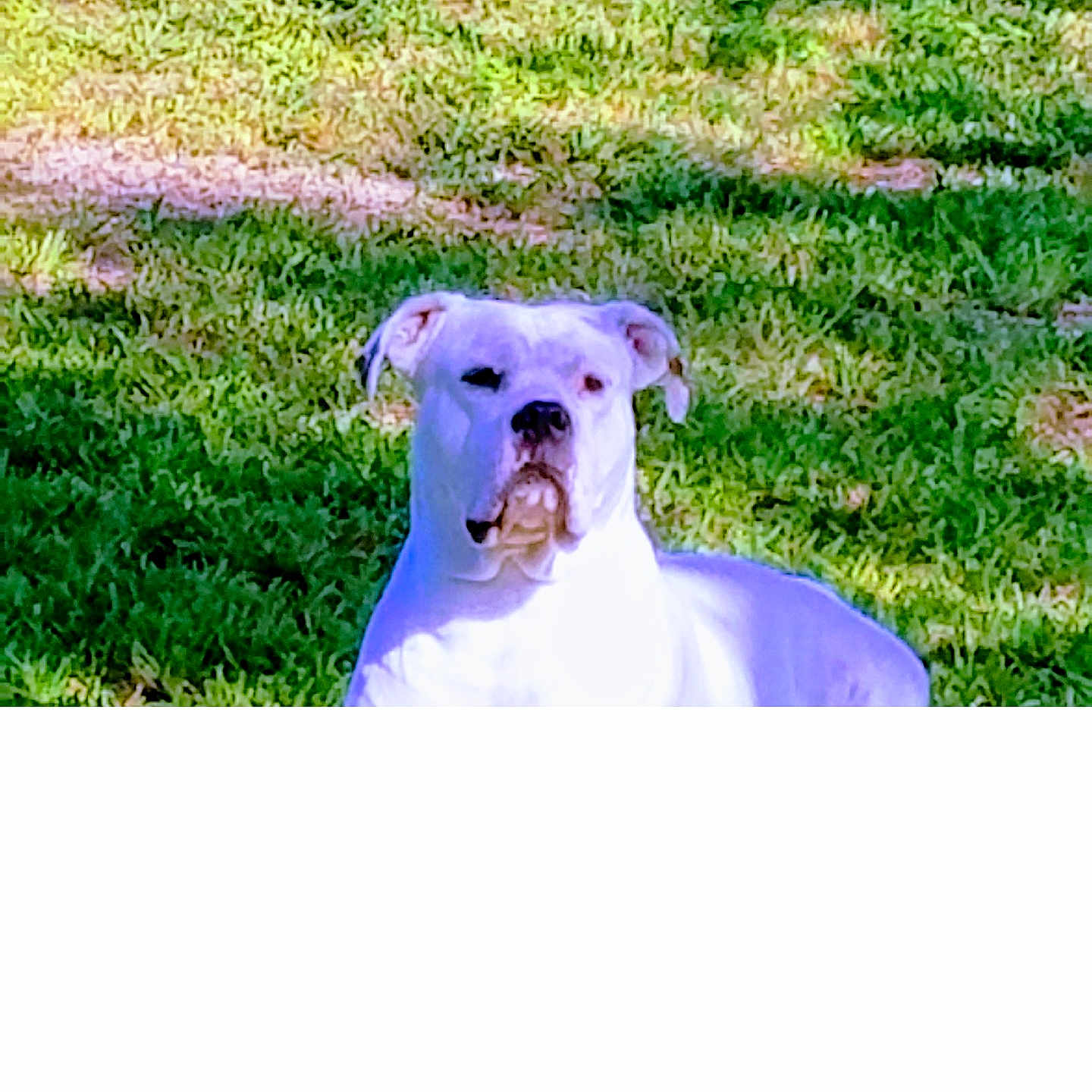 Brutus