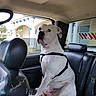 Brutus joined the competition — help win amazing prizes! dog, white_dog, leather_seat, car_interior, window, harness, pet, sitting, vehicle, seat, paw, headrest, looking, animal, transportation, daylight, architecture, outside, calm, indoor