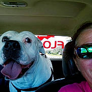 Brutus joined the competition — help win amazing prizes! dog, white_dog, car_interior, person, sunglasses, pink_shirt, backseat, seat, harness, tongue_out, happy_dog, window, rear_window, decal, map, reflection, vehicle, smiling, close_up, daylight