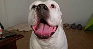 Brutus is registered to the contest to win money with this photo: dog, white_dog, indoor, happy, tongue_out, kitchen, floor, table, shoes, door, cabinet, counter, pet, animal, smiling, canine, home, room, mammal, domestic
