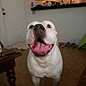 dog, white_dog, indoor, happy, tongue_out, kitchen, floor, table, shoes, door, cabinet, counter, pet, animal, smiling, canine, home, room, mammal, domestic