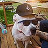Brutus is registered to the contest to win money with this photo: dog, white_dog, cap, sunglasses, wooden_deck, tattoo, sunset, outdoor, grass, hand, foot, pet, animal, relaxed, summer, shade, casual, portrait, canine, accessory