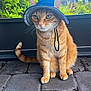 animal, blue_hat, cat, close_up, cute, domestic_cat, ears, feline, greenery, hat, nature, orange_tabby, outdoor, pet, sitting, stone_patio, summer, sunlight, tail, whiskers