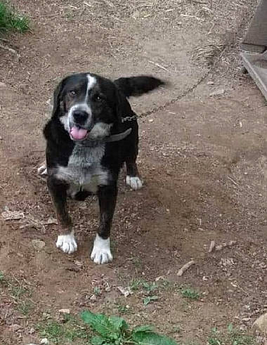 Jake joined the competition — help win amazing prizes! adventure, borador, canidae, carnivore, companion_dog, dog, dog_breed, hunting_dog, plant, snout, soil, sporting_group, tail, terrestrial_animal, whiskers, working_animal, working_dog