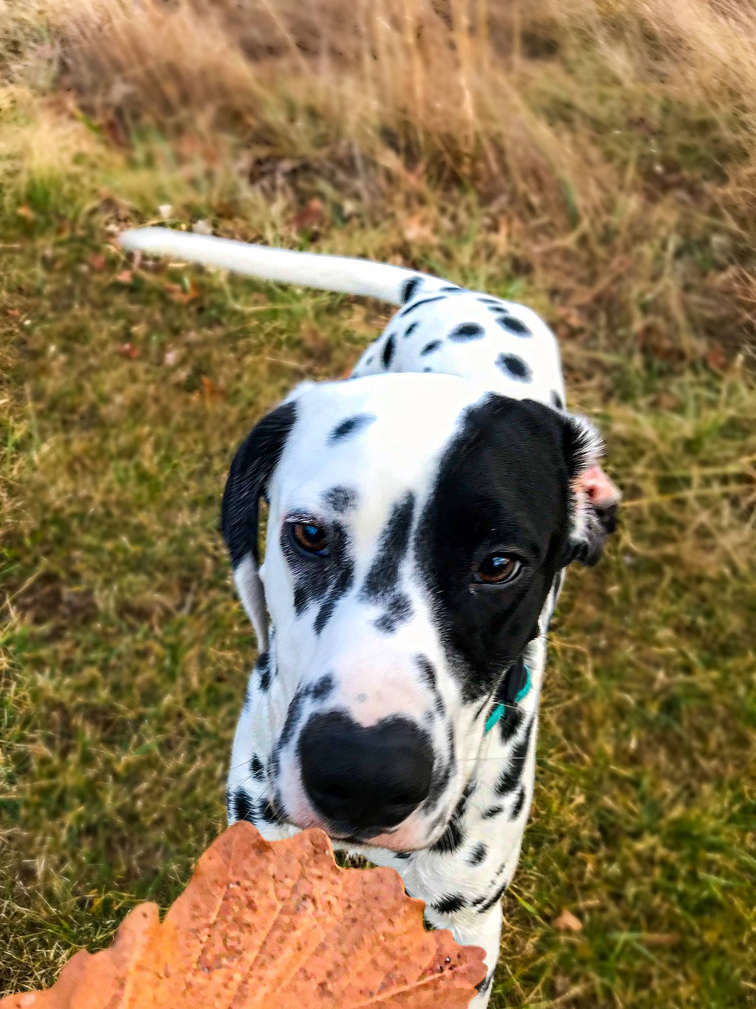 Zazu joined the competition — help win amazing prizes! canidae, carnivore, collar, companion_dog, dalmatian, dog, dog_breed, dog_collar, dog_supply, fawn, grass, grassland, hunting_dog, non_sporting_group, plant, snout, sporting_group, terrestrial_animal, working_animal, working_dog