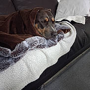 Saiko a rejoint le concours — aidez-le/la à gagner de superbes lots ! dog, blanket, couch, leather, sleeping, brown, white, gray, fur, cozy, indoor, home, relaxation, pet, comfort, snug, nap, wrapped, resting, furball