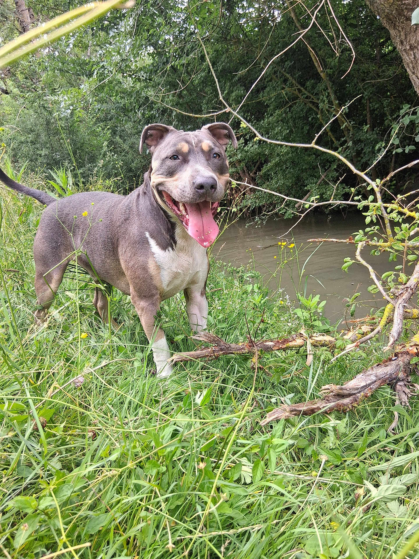 Saiko participe au concours pour gagner de l'argent avec cette photo : dog, canine, grass, river, water, tree, branch, outdoor, nature, animal, pet, tongue_out, happy, smiling, greenery, wildlife, summer, daylight, fur, muzzle