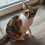 Tigress is registered to the contest to win money with this photo: alert, animal, calico, cat, curious, cute, domestic_cat, door, ears, floor, fur, indoor, looking_up, natural_light, pet, sitting, tail, whiskers, window, wooden_floor