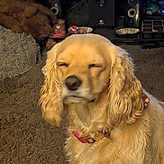 Luna joined the competition — help win amazing prizes! dog, golden_retriever, pet, indoors, carpet, collar, ears, fur, close_up, animal, mammal, home, furniture, speakers, electronics, cozy, brown, soft_lighting, relaxed, companion
