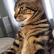 Milwaukee is registered to the contest to win money with this photo: cat, tabby, feline, pet, animal, indoor, portrait, stripes, fur, whiskers, ears, closeup, side_view, relaxed, window, curtains, bed, cozy, domestic, mammal