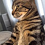 cat, tabby, feline, pet, animal, indoor, portrait, stripes, fur, whiskers, ears, closeup, side_view, relaxed, window, curtains, bed, cozy, domestic, mammal