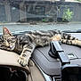 Milwaukee joined the competition — help win amazing prizes! kitten, cat, tabby, animal, pet, dashboard, car_interior, window, curious, relaxed, feline, stripe, paw, whiskers, resting, young, indoor, vehicle, seat, black