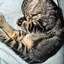 Milwaukee is registered to the contest to win money with this photo: kitten, cat, sleeping, tabby, fur, paw_pads, curled_up, blanket, soft_texture, close_up, striped, cute, pet, animal, resting, cozy, domestic_cat, whiskers, indoor, young