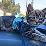 kitten, cat, tabby, dashboard, car_interior, harness, leash, pet, animal, feline, young_animal, striped, cute, indoor, resting, closeup, portrait, domestic_cat, window, daylight