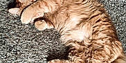 Haz joined the competition — help win amazing prizes! animal, carpet, cat, cozy, curling, cute, domestic_cat, feline, fluffy, fur, home, indoor, orange_tabby, paw, pet, relaxed, resting, sleeping, tabby, whiskers