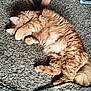 animal, carpet, cat, cozy, curling, cute, domestic_cat, feline, fluffy, fur, home, indoor, orange_tabby, paw, pet, relaxed, resting, sleeping, tabby, whiskers