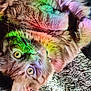 Haz is registered to the contest to win money with this photo: animal, carpet, cat, closeup, collar, colorful_light, curious, cute, eyes, feline, fur, indoor, orange_tabby, pet, playful, rainbow, relaxed, soft, texture, whiskers