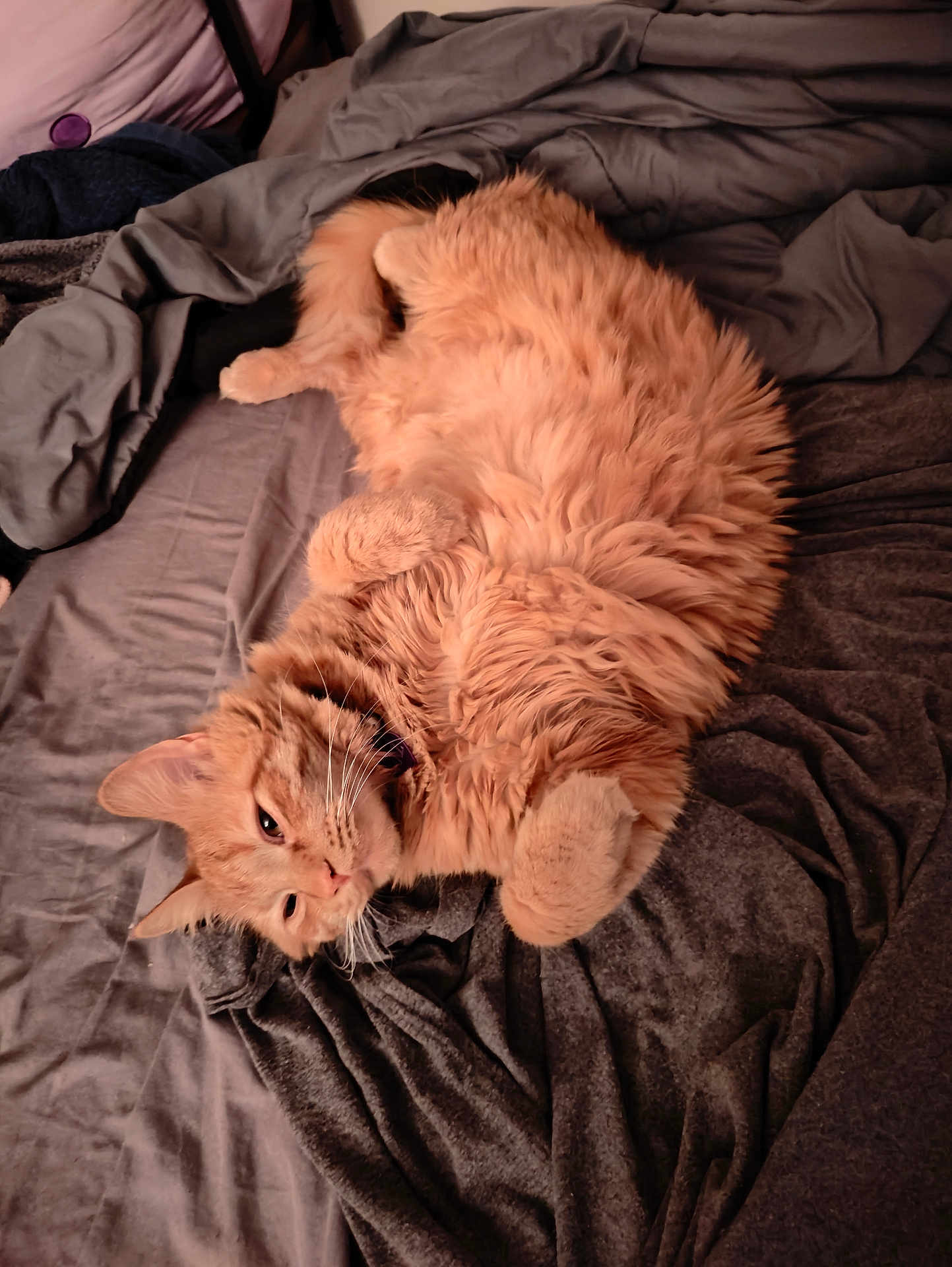 Haz
