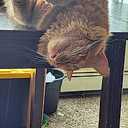 Haz joined the competition — help win amazing prizes! carpet, cat, cozy, curled_paws, feline, household, indoor, mouth_open, orange_tabby, paws, pet, playful, relaxed, table, toy, trash_can, upside_down, whiskers, window, wooden_furniture
