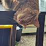 carpet, cat, cozy, curled_paws, feline, household, indoor, mouth_open, orange_tabby, paws, pet, playful, relaxed, table, toy, trash_can, upside_down, whiskers, window, wooden_furniture
