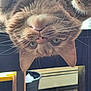 Haz is registered to the contest to win money with this photo: background, cat, close_up, curious, domestic_animal, ears, eyes, feline, fur, heater, household, indoor, orange_tabby, pet, playful, teeth, trash_bin, upside_down, whiskers, wooden_surface