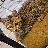 Poppy joined the competition — help win amazing prizes! cat, kitten, tabby, feline, pet, indoor, chair, cushion, fur, whiskers, ears, eyes, cute, animal, resting, closeup, curious, small, young, domestic