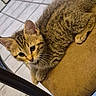 cat, kitten, tabby, feline, pet, indoor, chair, cushion, fur, whiskers, ears, eyes, cute, animal, resting, closeup, curious, small, young, domestic