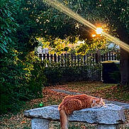 Patapouf a rejoint le concours — aidez-le/la à gagner de superbes lots ! cat, orange_cat, stone_bench, garden, sunlight, trees, grass, outdoor, nature, relaxing, pet, animal, feline, bench, sunbeam, leaves, peaceful, daylight, flora, trunk
