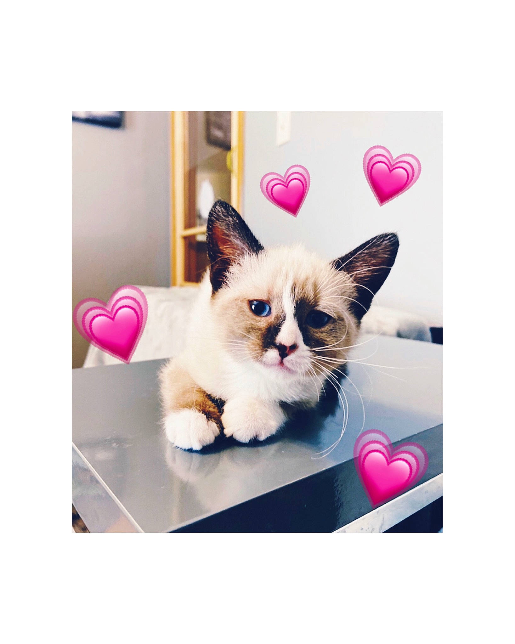 Catalina is registered to the contest to win money with this photo: birman, canidae, carnivore, cat, eye, fawn, felidae, kitten, pink, puppy, ragdoll, small_to_medium_sized_cats, square, whiskers