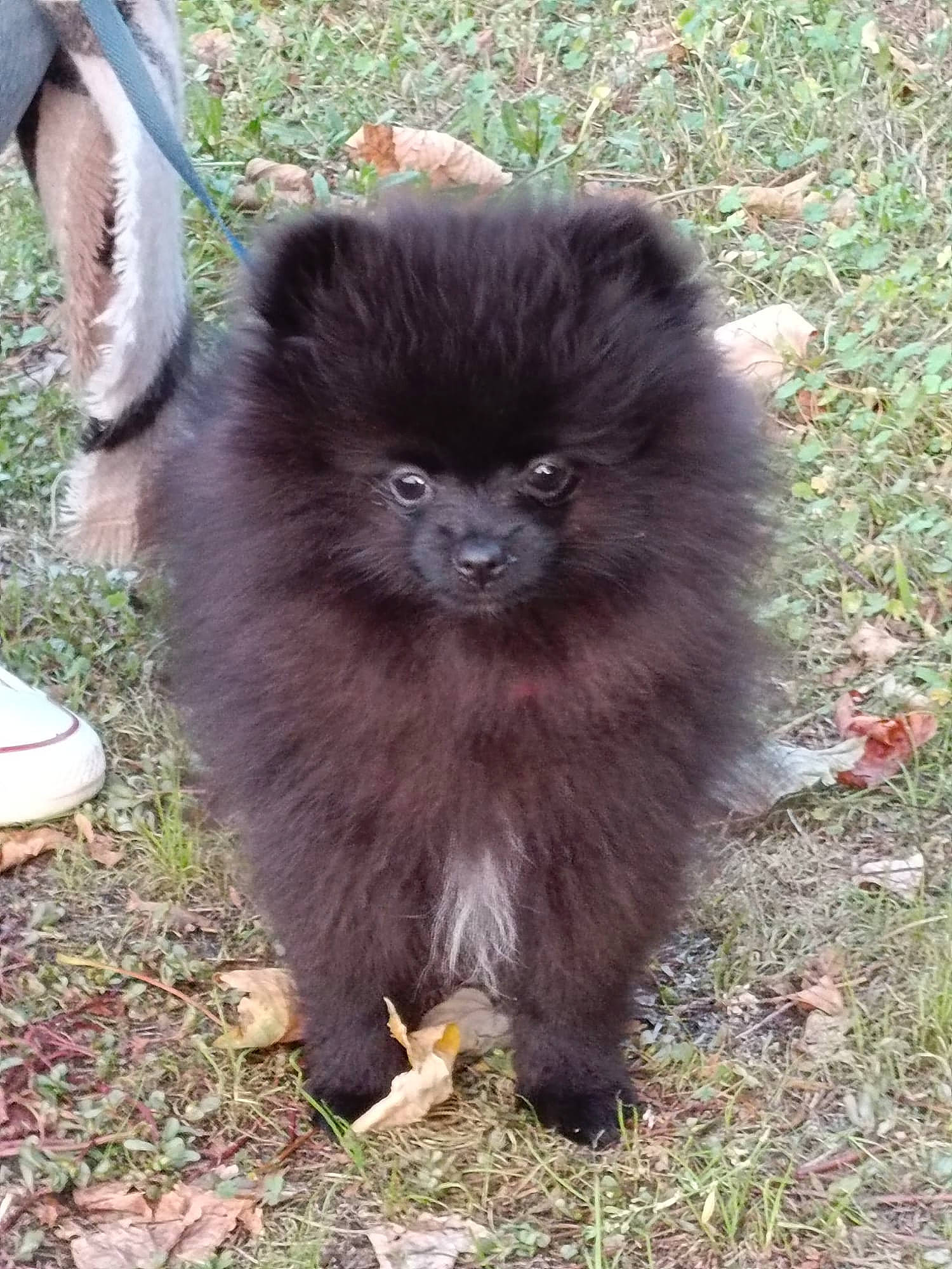 Tara a rejoint le concours — aidez-le/la à gagner de superbes lots ! canidae, companion_dog, dog_breed, fawn, foot, fur, grass, sitting, snout, tail, terrestrial_animal, wildlife, working_animal