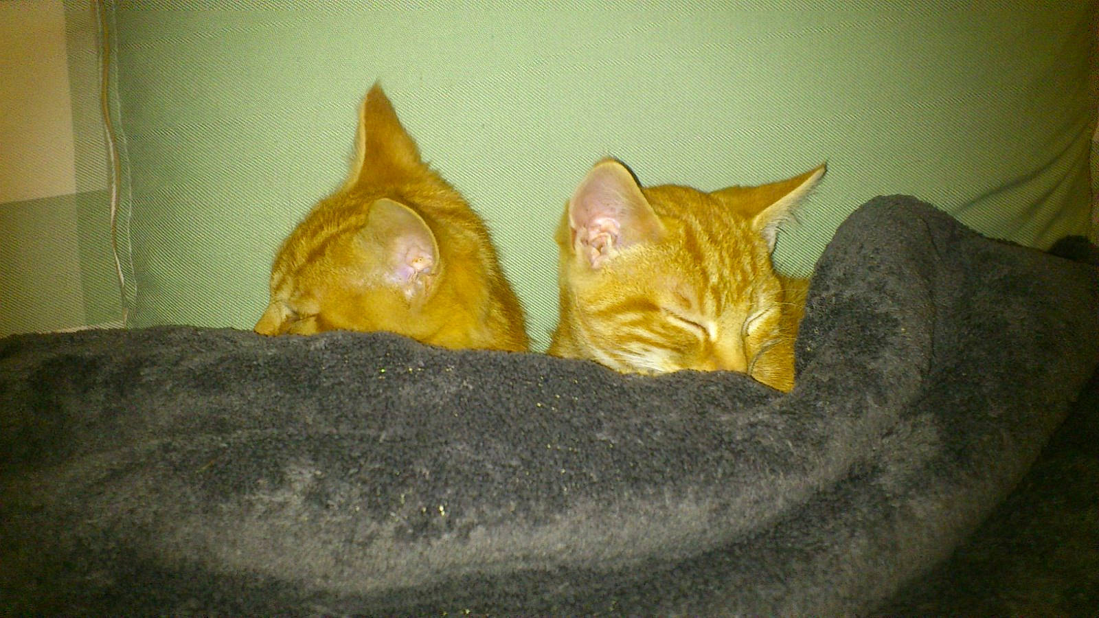 Banjo joined the competition — help win amazing prizes! carnivore, cat, comfort, domestic_short_haired_cat, fawn, felidae, fur, small_to_medium_sized_cats, snout, terrestrial_animal, whiskers, wood