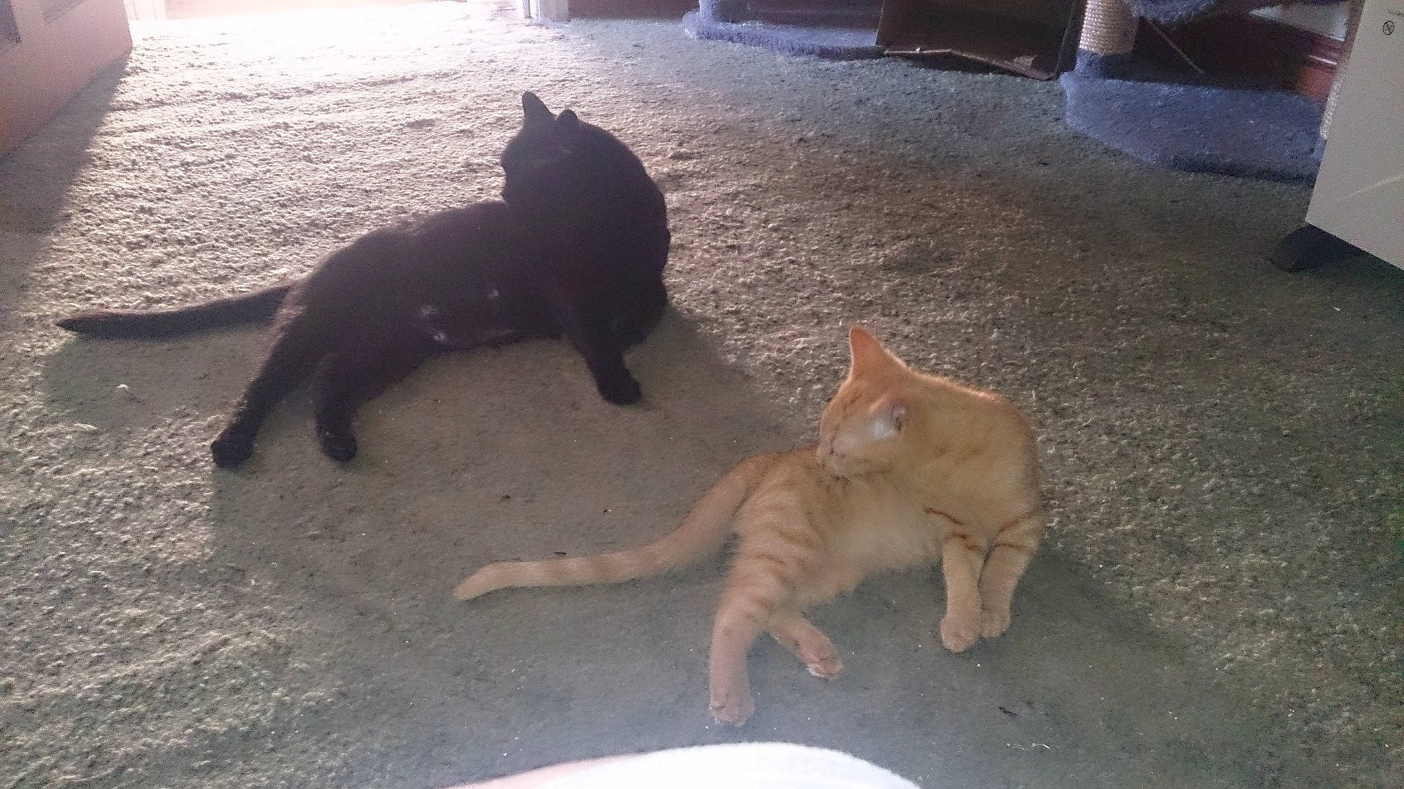 Banjo is registered to the contest to win money with this photo: canidae, carnivore, cat, dog_breed, domestic_short_haired_cat, fawn, felidae, flooring, fur, light, paw, road_surface, sand, shadow, small_to_medium_sized_cats, snout, tail, terrestrial_animal, tints_and_shades, whiskers