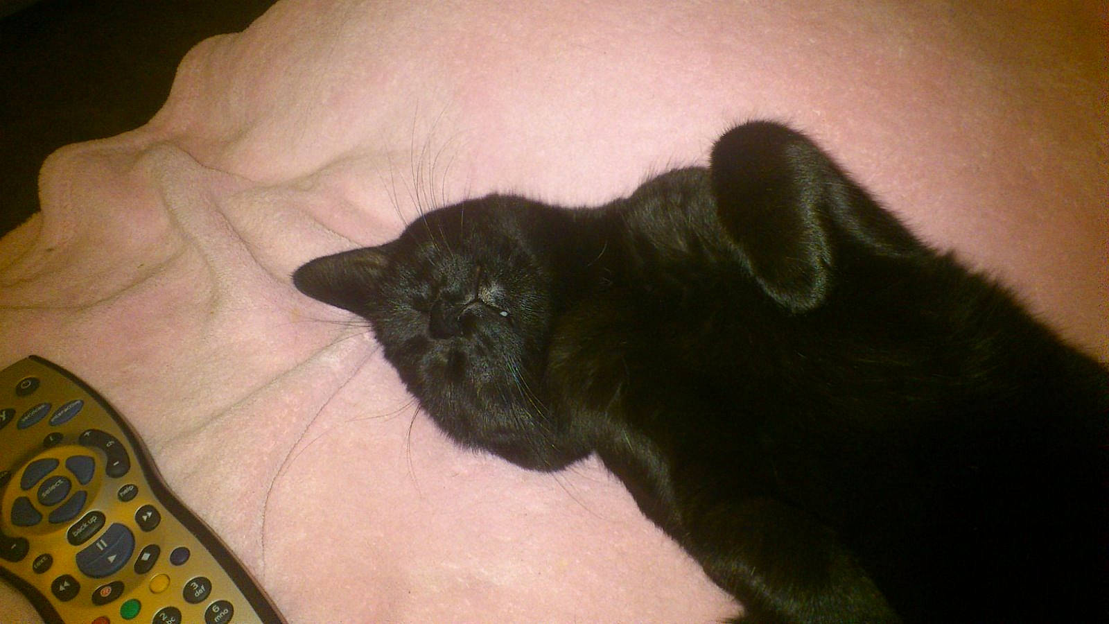 Banjo joined the competition — help win amazing prizes! bombay, carnivore, cat, claw, comfort, dog_breed, domestic_short_haired_cat, ear, felidae, finger, foot, fur, gesture, mammal, nail, small_to_medium_sized_cats, tail, terrestrial_animal, thumb, whiskers