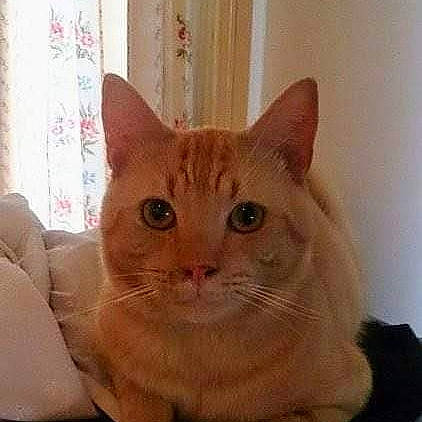 Banjo is registered to the contest to win money with this photo: carnivore, cat, curtain, domestic_short_haired_cat, ear, eye, fawn, felidae, fur, head, pet_supply, small_to_medium_sized_cats, snout, whiskers, window, window_treatment, wood