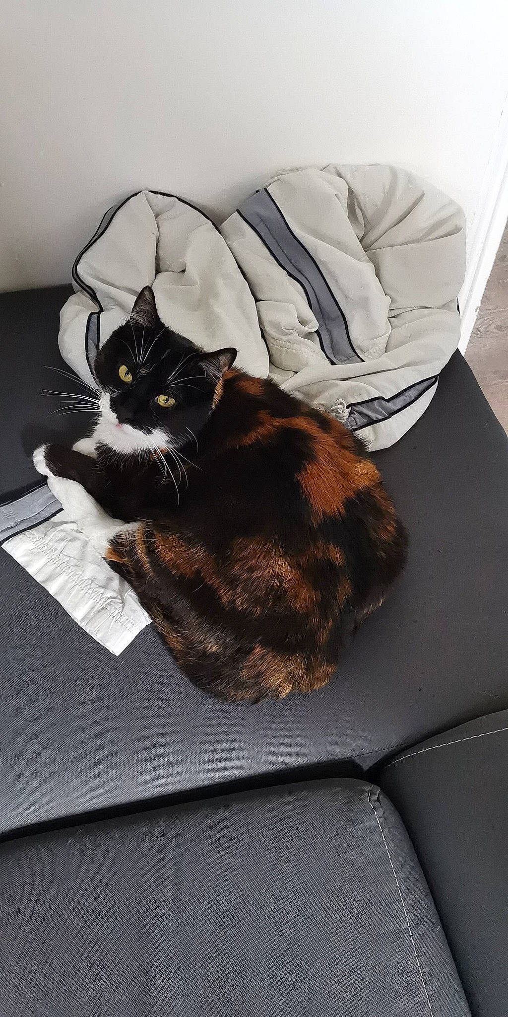 Juke a rejoint le concours — aidez-le/la à gagner de superbes lots ! american_shorthair, asian, black_cat, carnivore, cat, comfort, domestic_short_haired_cat, european_shorthair, felidae, fur, furniture, sitting, small_to_medium_sized_cats, tail, whiskers