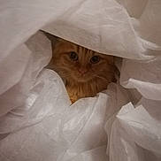 Titus participe au concours pour gagner de l'argent avec cette photo : cat, ginger_cat, curious, fabric, white, cozy, peeking, fur, whiskers, indoors, animal, pet, cute, soft, texture, hiding, nest, eyes, face, mammal